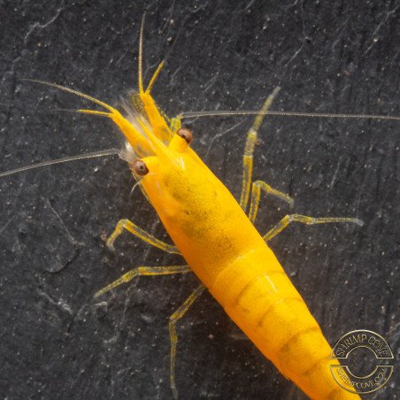 YELLOW MIX X 10 , Golden Bk & Gold Neocaridina Shrimp Buy Now at Shrimp Cove