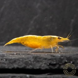 YELLOW MIX X 10 , Golden Bk & Gold Neocaridina Shrimp Buy Now at Shrimp Cove