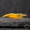 YELLOW MIX X 10 , Golden Bk & Gold Neocaridina Shrimp Buy Now at Shrimp Cove