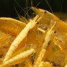 YELLOW MIX X 10 , Golden Bk & Gold Neocaridina Shrimp Buy Now at Shrimp Cove