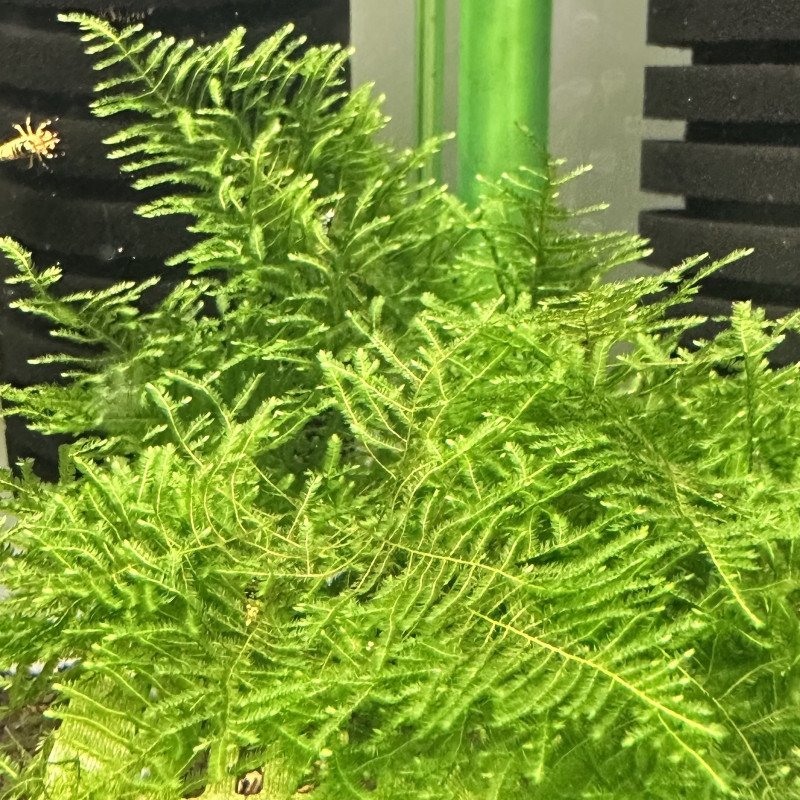 Rare Cove Magic Moss Non-stick Aquarium | Shrimp Cove UK perfect with Premium Caridina Shrimp Buy Now