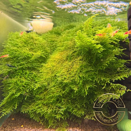 Rare Cove Magic Moss Non-stick Aquarium | Shrimp Cove UK perfect with Premium Caridina Shrimp Buy Now