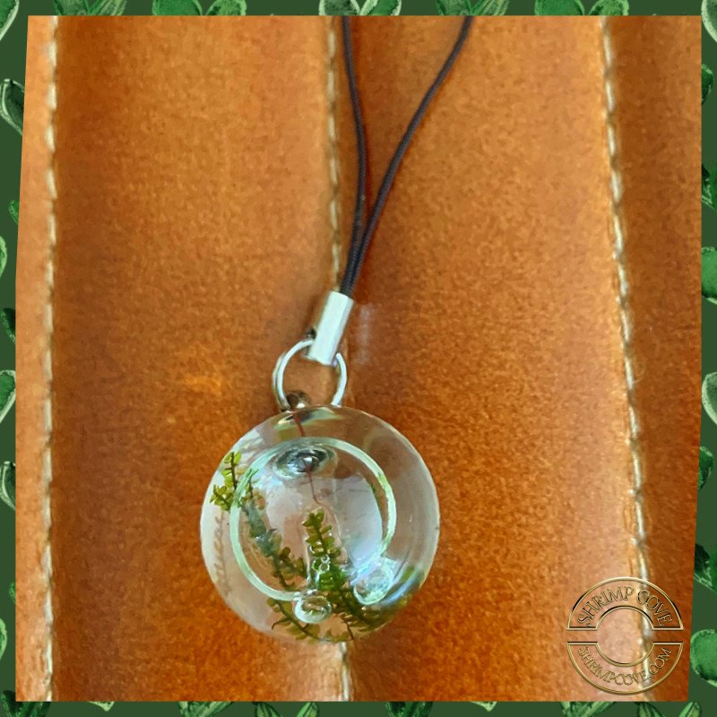 Mini Moss Ball Hanging ornament / Keyring Buy Now at Shrimp Cove along with Neocaridina Shrimp Premium Caridina Shrimp Snails