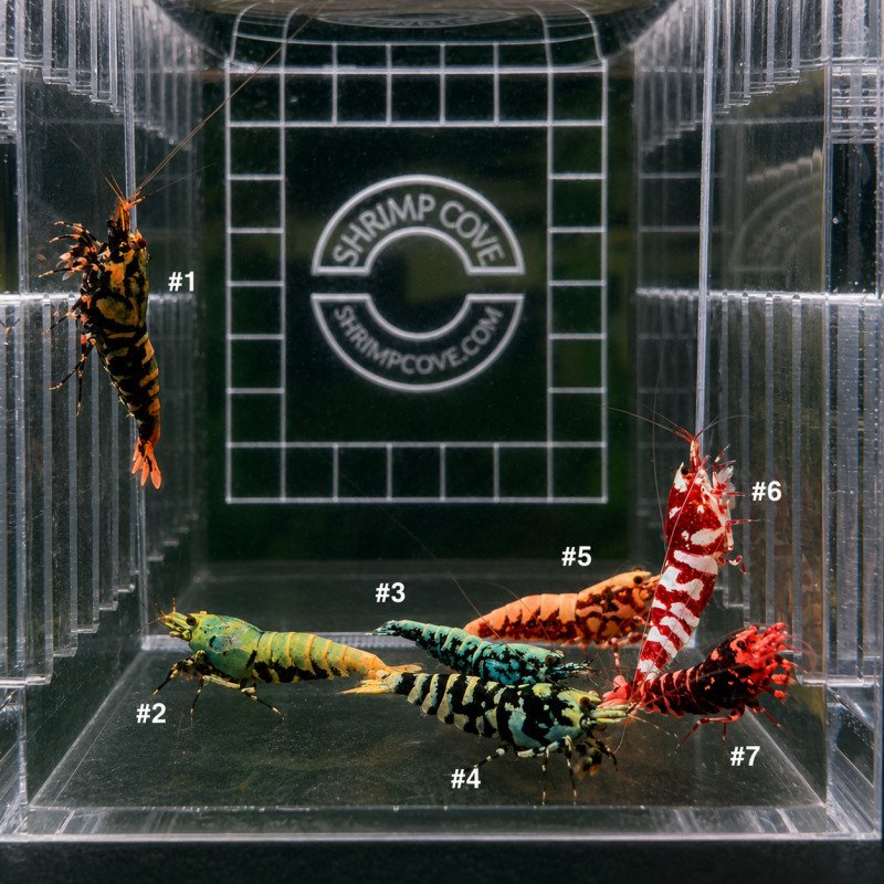 TB Shrimp A MIND BLOWING BARGAIN Caridina Shrimp Aquarium Beauty | Shrimp Cove | BEST IN UK
