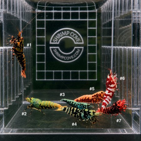 TB Shrimp A MIND BLOWING BARGAIN Caridina Shrimp Aquarium Beauty | Shrimp Cove | BEST IN UK