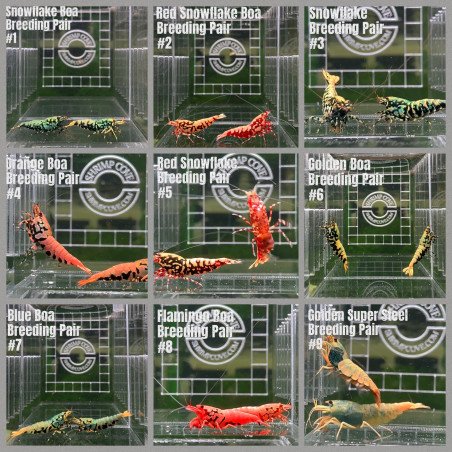 TB Shrimp A MIND BLOWING BARGAIN Caridina Shrimp Aquarium Beauty | Shrimp Cove | BEST IN UK