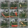 TB Shrimp A MIND BLOWING BARGAIN Caridina Shrimp Aquarium Beauty | Shrimp Cove | BEST IN UK