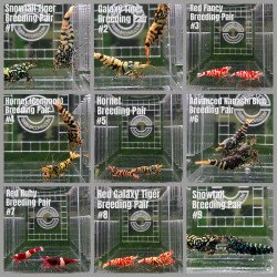 TB Shrimp A MIND BLOWING BARGAIN Caridina Shrimp Aquarium Beauty | Shrimp Cove | BEST IN UK