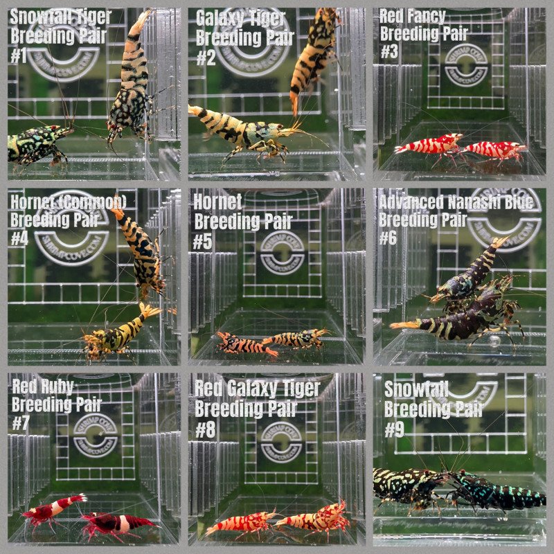 TB Shrimp A MIND BLOWING BARGAIN Caridina Shrimp Aquarium Beauty | Shrimp Cove | BEST IN UK