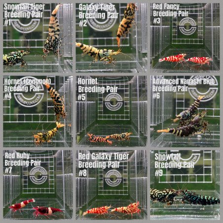 TB Shrimp A MIND BLOWING BARGAIN Caridina Shrimp Aquarium Beauty | Shrimp Cove | BEST IN UK