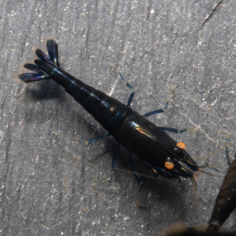 Orange Eye Black Devil Caridina shrimp at Shrimp Cove UK