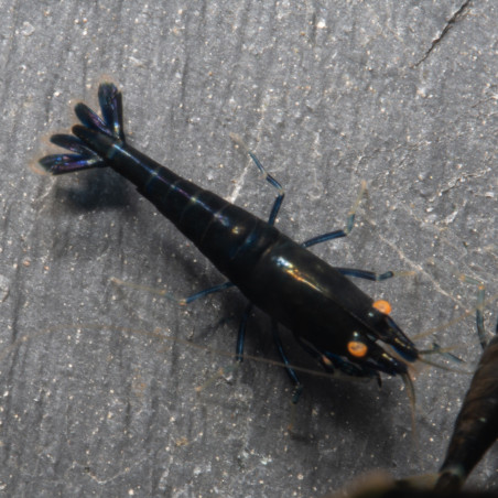 Orange Eye Black Devil Caridina shrimp at Shrimp Cove UK