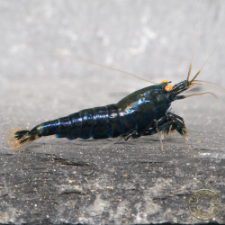Orange Eye Black Devil Caridina shrimp at Shrimp Cove UK