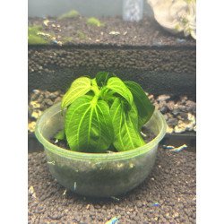 Echinodorus Iguazu aquatic plants aquarium plants at Shrimp Cove Buy Now! Next Day Delivery