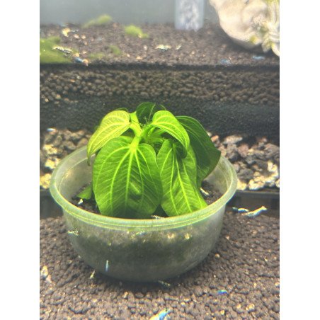Echinodorus Iguazu aquatic plants aquarium plants at Shrimp Cove Buy Now! Next Day Delivery