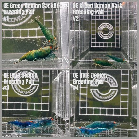 DEMON Shrimp A MIND BLOWING BARGAIN Neocaridina Shrimp Aquarium Beauty | Shrimp Cove | BEST IN UK