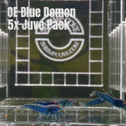 Shrimp AT MIND BLOWING PRICE Neo & Caridina Shrimp Aquarium Beauty | Shrimp Cove | BEST IN UK