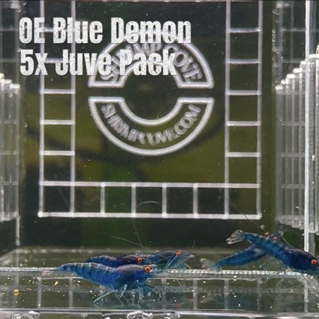 Shrimp AT MIND BLOWING PRICE Neo & Caridina Shrimp Aquarium Beauty | Shrimp Cove | BEST IN UK