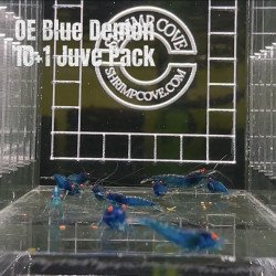 Shrimp AT MIND BLOWING PRICE Neo & Caridina Shrimp Aquarium Beauty | Shrimp Cove | BEST IN UK