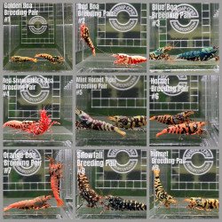 TB Shrimp A MIND BLOWING BARGAIN Caridina Shrimp Aquarium Beauty | Shrimp Cove | BEST IN UK