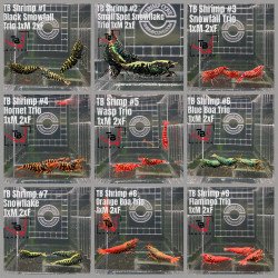 TB Shrimp A MIND BLOWING BARGAIN Caridina Shrimp Aquarium | Shrimp Cove | BEST IN UK