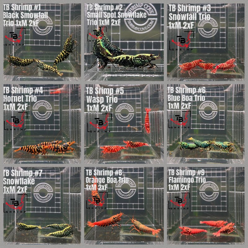 TB Shrimp A MIND BLOWING BARGAIN Caridina Shrimp Aquarium | Shrimp Cove | BEST IN UK