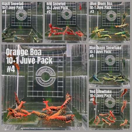 TB Shrimp A MIND BLOWING BARGAIN Caridina Shrimp Aquarium Beauty | Shrimp Cove | BEST IN UK