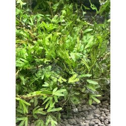 Crepidomanes Grape Leaves 5x5cm portion Aquarium Plant at Shrimp Cove UK perfect with Premium Caridina Shrimp Buy Now