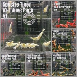 TB Shrimp A MIND BLOWING BARGAIN Caridina Shrimp Aquarium Beauty | Shrimp Cove | BEST IN UK