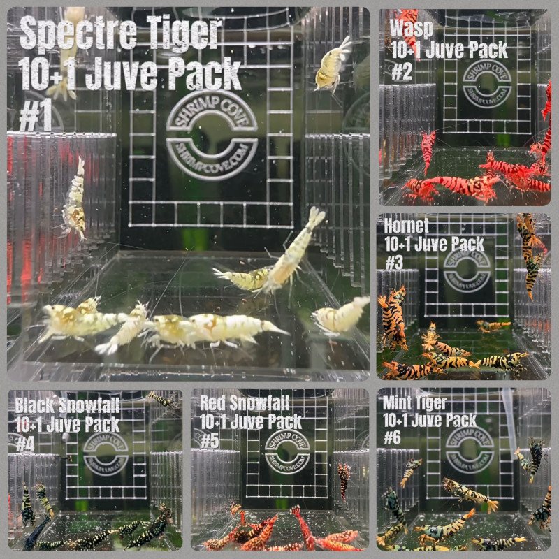 TB Shrimp A MIND BLOWING BARGAIN Caridina Shrimp Aquarium Beauty | Shrimp Cove | BEST IN UK