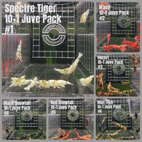 TB Shrimp A MIND BLOWING BARGAIN Caridina Shrimp Aquarium Beauty | Shrimp Cove | BEST IN UK