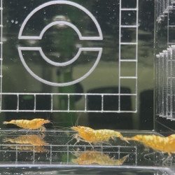 Sunrise Shrimp at Shrimp Cove cardina buy now! SALE