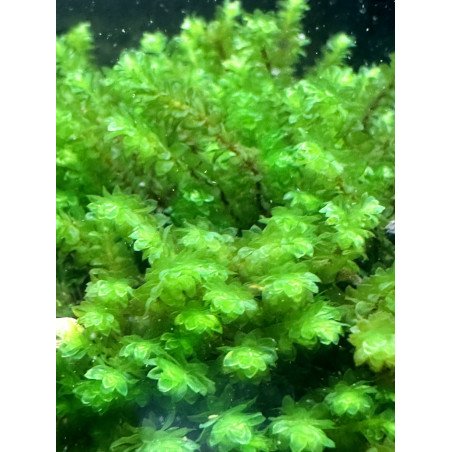 Hookeriaceae sp. Distichophyllum @shrimpcove UK Aquarium Aquatic plants mosses Shrimp Cove