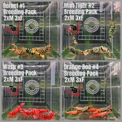 TB Shrimp A MIND BLOWING BARGAIN Caridina Shrimp Aquarium | Shrimp Cove | BEST IN UK