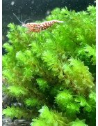 Hookeriaceae sp. Distichophyllum @shrimpcove UK Aquarium Aquatic plants mosses Shrimp Cove