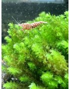 Hookeriaceae sp. Distichophyllum @shrimpcove UK Aquarium Aquatic plants mosses Shrimp Cove