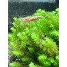 Hookeriaceae sp. Distichophyllum @shrimpcove UK Aquarium Aquatic plants mosses Shrimp Cove