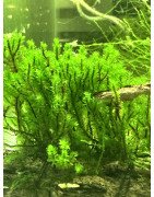 Hookeriaceae sp. Distichophyllum @shrimpcove UK Aquarium Aquatic plants mosses Shrimp Cove