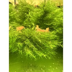 Shrimp Cove Fissidens Grandifrons Moss - wrapped on cholla wood