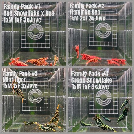 TB Shrimp A MIND BLOWING BARGAIN Caridina Shrimp Aquarium Beauty | Shrimp Cove | BEST IN UK