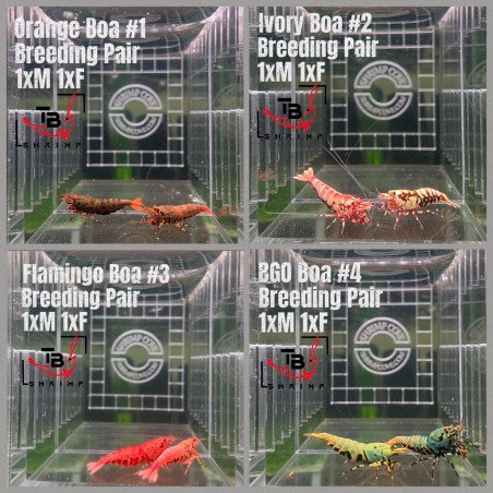 TB Shrimp A MIND BLOWING BARGAIN Caridina Shrimp Aquarium | Shrimp Cove | BEST IN UK