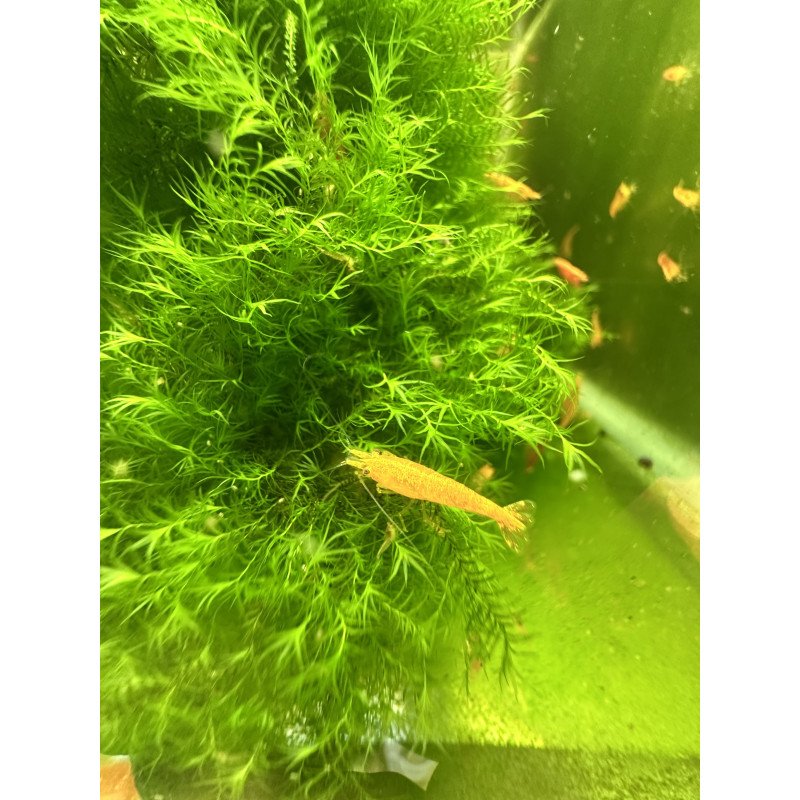 Fissidens grandifrons