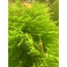 Shrimp Cove Fissidens Grandifrons Moss - wrapped on cholla wood