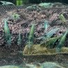 Blue PEARL  Neocaridina Shrimp | Elite Colour Grade | Shrimp Cove®
