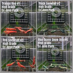 TB Shrimp A MIND BLOWING BARGAIN Caridina Shrimp Aquarium | Shrimp Cove | BEST IN UK