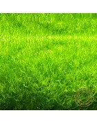 Riccia Moss ( Riccia Flutans) 5x5cm portion Aquarium Plant at Shrimp Cove UK perfect with Premium Caridina Shrimp Buy Now
