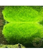 Riccia Moss ( Riccia Flutans) 5x5cm portion Aquarium Plant at Shrimp Cove UK perfect with Premium Caridina Shrimp Buy Now