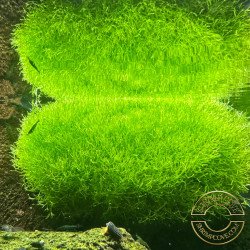 Riccia Moss ( Riccia Flutans) 5x5cm portion Aquarium Plant at Shrimp Cove UK perfect with Premium Caridina Shrimp Buy Now