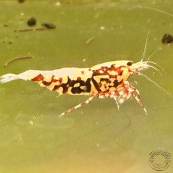 Red Boa Caridina Shrimp Elegant & intricate Aquarium Beauty Shrimp Cove you first place to go for premium shrimp