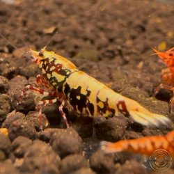 Red Boa Caridina Shrimp Elegant & intricate Aquarium Beauty Shrimp Cove you first place to go for premium shrimp